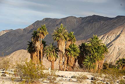 Palm Trees, November 18, 2014